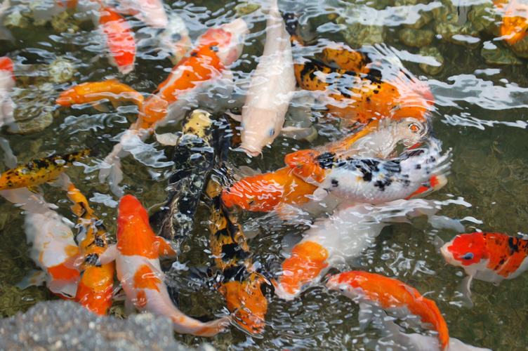 Yume Koi & Gardens